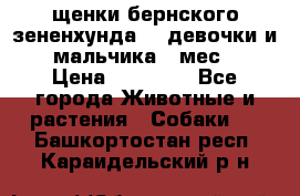 щенки бернского зененхунда. 2 девочки и 2 мальчика(2 мес.) › Цена ­ 22 000 - Все города Животные и растения » Собаки   . Башкортостан респ.,Караидельский р-н